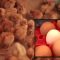 Cara Mendapatkan Dan Memelihara Bibit Ayam Petelur Sendiri