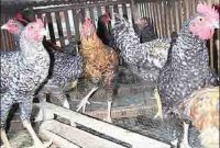 Peluang Usaha Ternak Ayam Kampung di Pedesaan Untung Melimpah