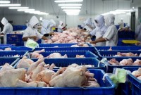 Info Terbaru Harga Ayam Potong Hari Ini | Blog Peluang