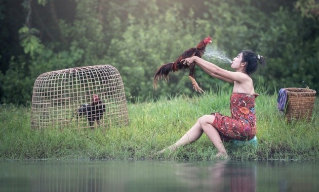 teknik cara merawat ayam bangkok