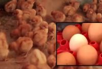 Cara Mendapatkan Dan Memelihara Bibit Ayam Petelur Sendiri
